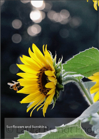 Sunflowers and Sunshine