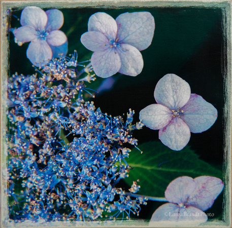 Blue Hydrangea