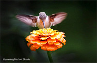 Hummingbird on Zinnia
