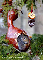 Cozy Squirrel in Gourd