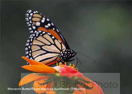 Monarch Butterfly on Mexican Sunflower