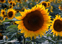 Sunflowers of Hope