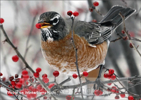 Robin on Winterberry Holly